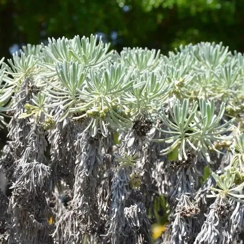 thumbnail for publication: Sea Lavender (Heliotropium gnaphalodes L.): Identification and Uses